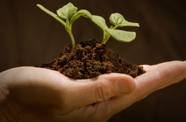 A Step-by-Step Explanation of the Cremation Process